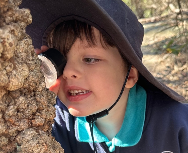 A male Kindergarten student is using a magnifying glass to look at something on a tree.